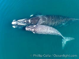 Southern right whale mother and calf, aerial photo, Eubalaena australis