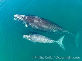 Southern right whale mother and calf, aerial photo, Eubalaena australis, Eubalaena australis, Puerto Piramides, Chubut, Argentina