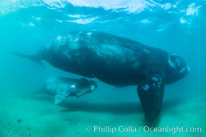 Southern right whale mother and calf, Eubalaena australis, Argentina