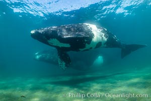 Southern right whale mother and calf, Eubalaena australis, Argentina, Eubalaena australis, Puerto Piramides, Chubut