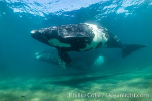 Southern right whale mother and calf, Eubalaena australis, Argentina