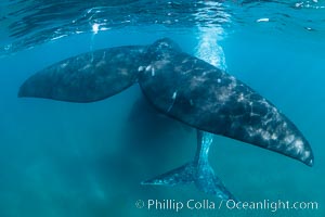 Southern right whale mother and calf, flukes, Eubalaena australis, Argentina