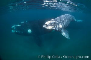 Southern right whale mother and calf underwater, Eubalaena australis, Eubalaena australis, Puerto Piramides, Chubut, Argentina