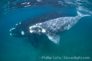 Southern right whale mother and calf underwater, Eubalaena australis, Eubalaena australis, Puerto Piramides, Chubut, Argentina