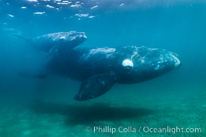 Mother and calf southern right whales underwater. The calf swims close to its mother but, if the mother is accepting, the calf will be allowed to come close to the photographer and check him out, Eubalaena australis, Puerto Piramides, Chubut, Argentina