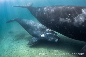 Southern right whale mother and calf underwater, Eubalaena australis, Eubalaena australis, Puerto Piramides, Chubut, Argentina