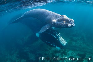 Southern right whale mother and calf underwater, Eubalaena australis, Eubalaena australis, Puerto Piramides, Chubut, Argentina