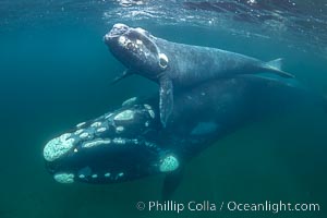 Mother and calf southern right whales underwater. The calf swims close to its mother but, if the mother is accepting, the calf will be allowed to come close to the photographer and check him out, Eubalaena australis, Puerto Piramides, Chubut, Argentina