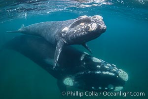 Mother and calf southern right whales underwater. The calf swims close to its mother but, if the mother is accepting, the calf will be allowed to come close to the photographer and check him out, Eubalaena australis, Puerto Piramides, Chubut, Argentina