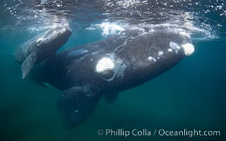 Mother and calf southern right whales underwater. The calf swims close to its mother but, if the mother is accepting, the calf will be allowed to come close to the photographer and check him out, Eubalaena australis, Puerto Piramides, Chubut, Argentina