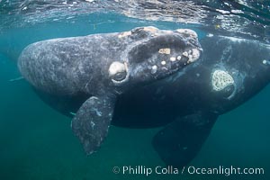 Mother and calf southern right whales underwater. The calf swims close to its mother but, if the mother is accepting, the calf will be allowed to come close to the photographer and check him out, Eubalaena australis, Puerto Piramides, Chubut, Argentina