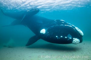 Southern right whale mother and calf underwater, Eubalaena australis, Eubalaena australis, Puerto Piramides, Chubut, Argentina