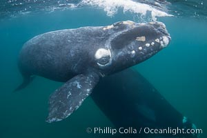 Southern right whale mother and calf underwater, Eubalaena australis, Eubalaena australis, Puerto Piramides, Chubut, Argentina