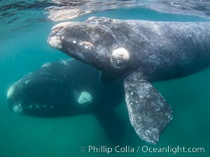 Southern right whale mother and calf underwater, Eubalaena australis, Eubalaena australis, Puerto Piramides, Chubut, Argentina