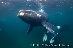 Mother and calf southern right whales underwater. The calf swims close to its mother but, if the mother is accepting, the calf will be allowed to come close to the photographer and check him out, Eubalaena australis, Puerto Piramides, Chubut, Argentina