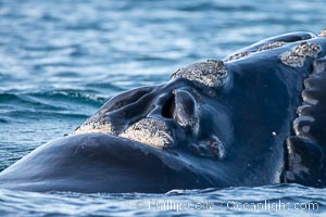Southern right whale opens blowholes as it breathes at the ocean surface, Eubalaena australis, Puerto Piramides, Chubut, Argentina