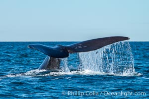 Southern right whale raising fluke out of the water, Patagonia, Argentina