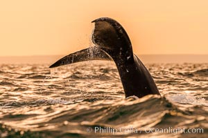 Southern right whale raising fluke out of the water, Patagonia, Argentina, Eubalaena australis, Puerto Piramides, Chubut