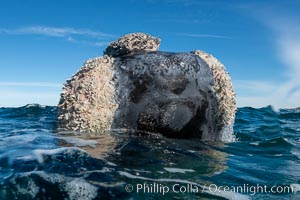 Southern right whale rostrum, showing callosities and whale lice, Eubalaena australis, Argentina