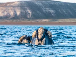 Two southern right whale rostrums, showing callosities and whale lice, Eubalaena australis, Argentina