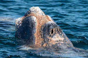 Southern right whale rostrum, showing callosities and whale lice, Eubalaena australis, Argentina