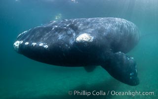 Southern right whale underwater, Eubalaena australis, Patagonia, Eubalaena australis, Puerto Piramides, Chubut, Argentina