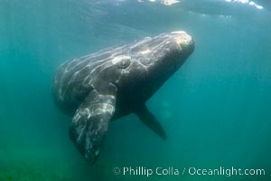 Southern right whale underwater, Eubalaena australis, Patagonia, Eubalaena australis, Puerto Piramides, Chubut, Argentina