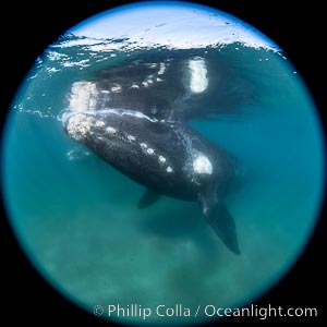 Southern right whale underwater, Eubalaena australis, Patagonia
