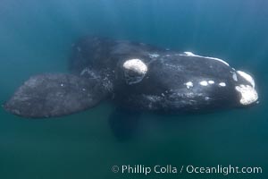 Southern right whale underwater, Eubalaena australis, Patagonia, Eubalaena australis, Puerto Piramides, Chubut, Argentina