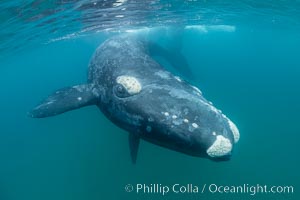 Southern right whale underwater, Eubalaena australis, Argentina, Eubalaena australis, Puerto Piramides, Chubut