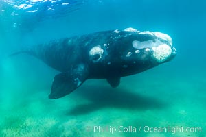 Southern right whale underwater, Eubalaena australis, Argentina