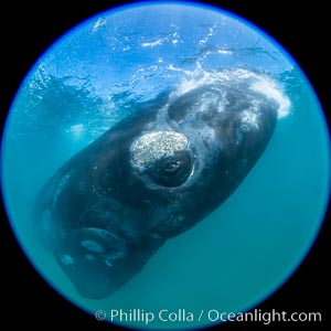 Southern right whale underwater, Eubalaena australis, Argentina