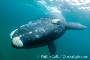 Southern right whale underwater, Eubalaena australis, Argentina