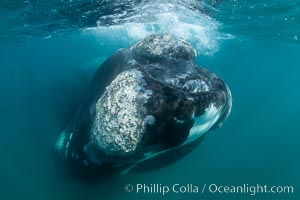 Rostrum and callosities of southern right whale underwater, Eubalaena australis, Argentina, Eubalaena australis, Puerto Piramides, Chubut