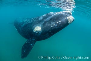 Southern right whale underwater, Eubalaena australis, Argentina, Eubalaena australis, Puerto Piramides, Chubut