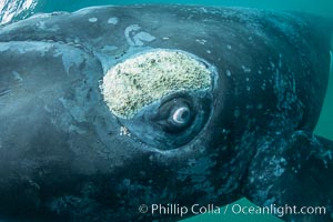 Southern right whale underwater, Eubalaena australis, Argentina, Eubalaena australis, Puerto Piramides, Chubut