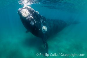 Southern right whale underwater, Eubalaena australis, Argentina, Eubalaena australis, Puerto Piramides, Chubut