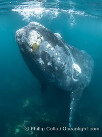 Southern right whale underwater, Eubalaena australis, in Golfo Nuevo, Peninsula Valdes, Argentina. By permission of the Government of Argentina, Chubut, permit # 51 / 2025-SsCyA, Eubalaena australis, Puerto Piramides Southern right whale underwater, Eubalaena australis, in Golfo Nuevo, Peninsula Valdes, Argentina. By permission of the Government of Argentina, Chubut, permit # 51 / 2025-SsCyA, Eubalaena australis, Puerto Piramides