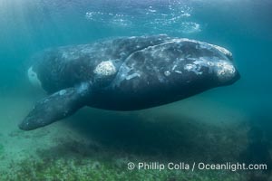 Southern right whale underwater, Eubalaena australis, in Golfo Nuevo, Peninsula Valdes, Argentina. By permission of the Government of Argentina, Chubut, permit # 51 / 2025-SsCyA, Eubalaena australis, Puerto Piramides