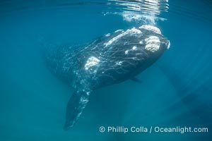 Southern right whale underwater, Eubalaena australis, in Golfo Nuevo, Peninsula Valdes, Argentina. By permission of the Government of Argentina, Chubut, permit # 51 / 2025-SsCyA, Eubalaena australis, Puerto Piramides