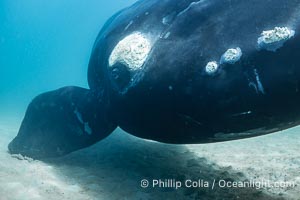 Southern right whale underwater, Eubalaena australis, in Golfo Nuevo, Peninsula Valdes, Argentina. By permission of the Government of Argentina, Chubut, permit # 51 / 2025-SsCyA, Eubalaena australis, Puerto Piramides