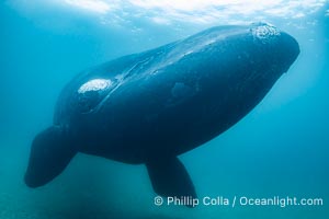 Southern right whale underwater, Eubalaena australis, in Golfo Nuevo, Peninsula Valdes, Argentina. By permission of the Government of Argentina, Chubut, permit # 51 / 2025-SsCyA, Eubalaena australis, Puerto Piramides