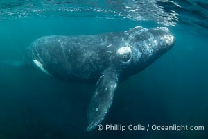 Southern right whale underwater, Eubalaena australis, in Golfo Nuevo, Peninsula Valdes, Argentina. By permission of the Government of Argentina, Chubut, permit # 51 / 2025-SsCyA, Eubalaena australis, Puerto Piramides