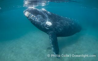 Southern right whale underwater, Eubalaena australis, in Golfo Nuevo, Peninsula Valdes, Argentina. By permission of the Government of Argentina, Chubut, permit # 51 / 2025-SsCyA, Eubalaena australis, Puerto Piramides