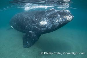 Southern right whale underwater, Eubalaena australis, in Golfo Nuevo, Peninsula Valdes, Argentina. By permission of the Government of Argentina, Chubut, permit # 51 / 2025-SsCyA, Eubalaena australis, Puerto Piramides