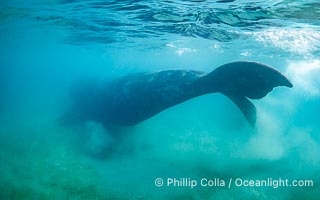 Southern right whale underwater, Eubalaena australis, in Golfo Nuevo, Peninsula Valdes, Argentina. By permission of the Government of Argentina, Chubut, permit # 51 / 2025-SsCyA, Eubalaena australis, Puerto Piramides