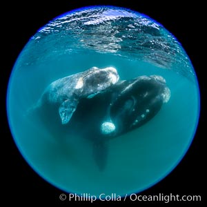 Southern right whale mother and calf underwater, Eubalaena australis, Argentina