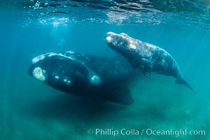 Southern right whale mother and calf underwater, Eubalaena australis, Argentina