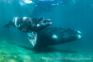 Southern right whale mother and calf underwater, Eubalaena australis, Argentina, Eubalaena australis, Puerto Piramides, Chubut