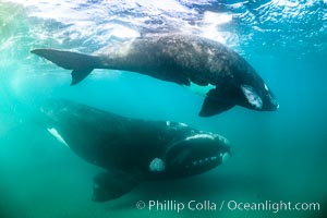 Southern right whale mother and calf underwater, Eubalaena australis, Argentina, Eubalaena australis, Puerto Piramides, Chubut